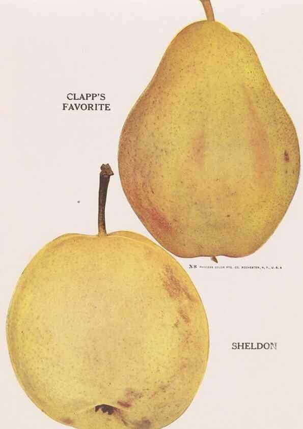 Reproducción/Reproduction 49831225431: Descriptive plate-book. Newark, N.Y. :Knight & Bostwick,[19--]. 