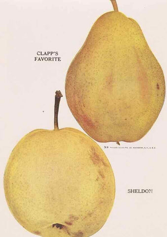 Reproducción/Reproduction 49831225431: Descriptive plate-book. Newark, N.Y. :Knight & Bostwick,[19--]. 