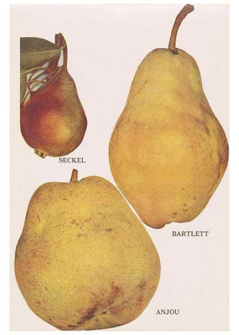 Reproducción/Reproduction 49831534302: Descriptive plate-book. Newark, N.Y. :Knight & Bostwick,[19--]. 