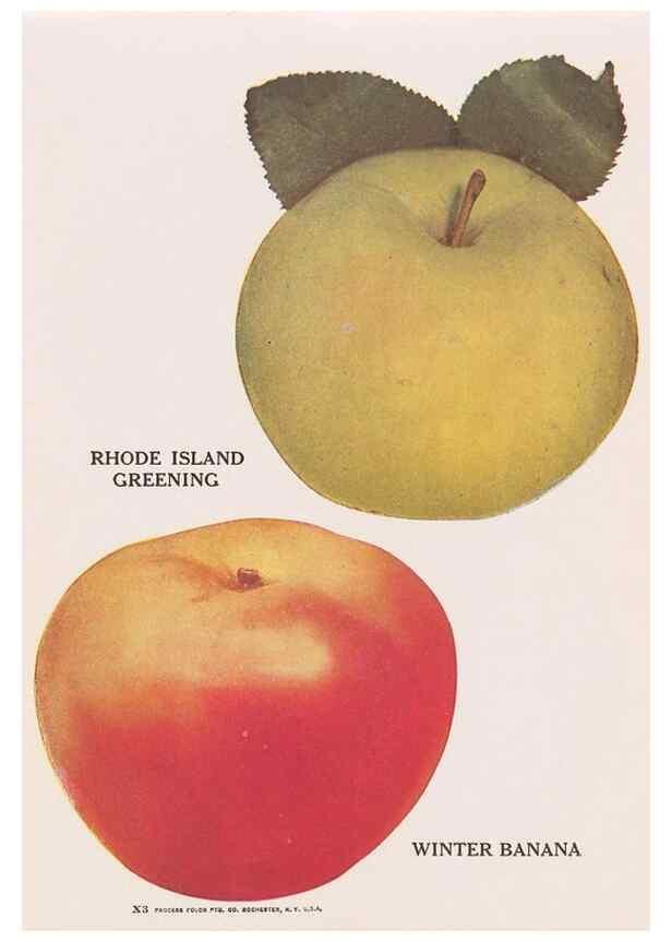 Reproducción/Reproduction 49831531727: Descriptive plate-book. Newark, N.Y. :Knight & Bostwick,[19--]. 