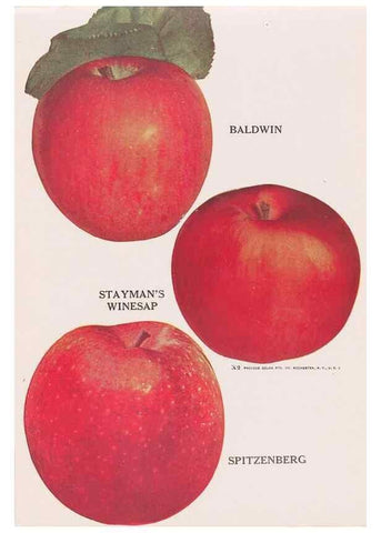 Reproducción/Reproduction 49831223081: Descriptive plate-book. Newark, N.Y. :Knight & Bostwick,[19--]. 