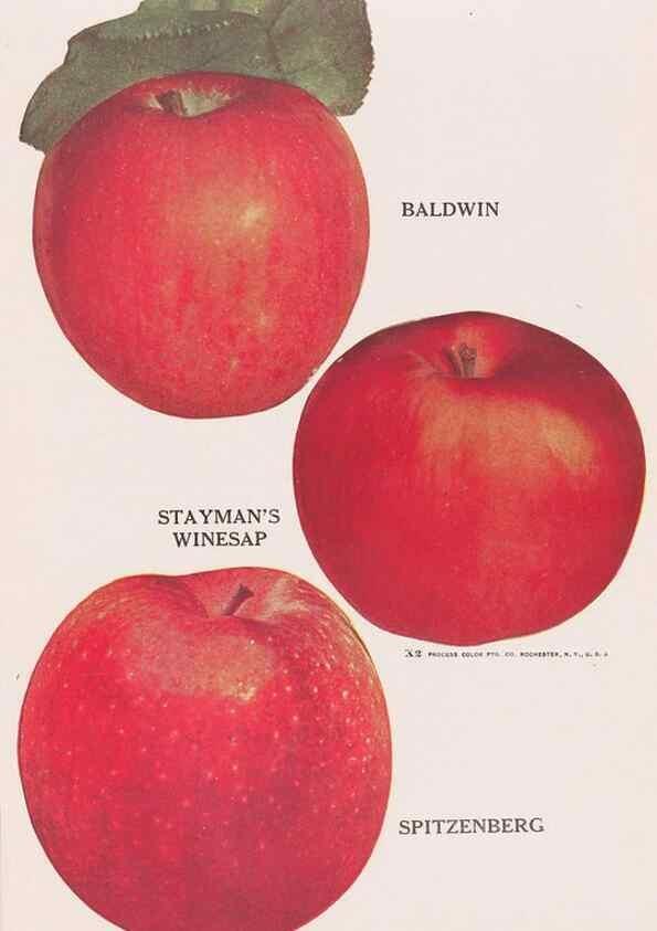 Reproducción/Reproduction 49831223081: Descriptive plate-book. Newark, N.Y. :Knight & Bostwick,[19--]. 