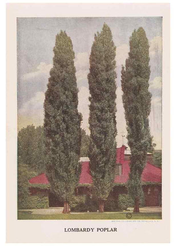 Reproducción/Reproduction 49831525622: Descriptive plate-book. Newark, N.Y. :Knight & Bostwick,[19--]. 