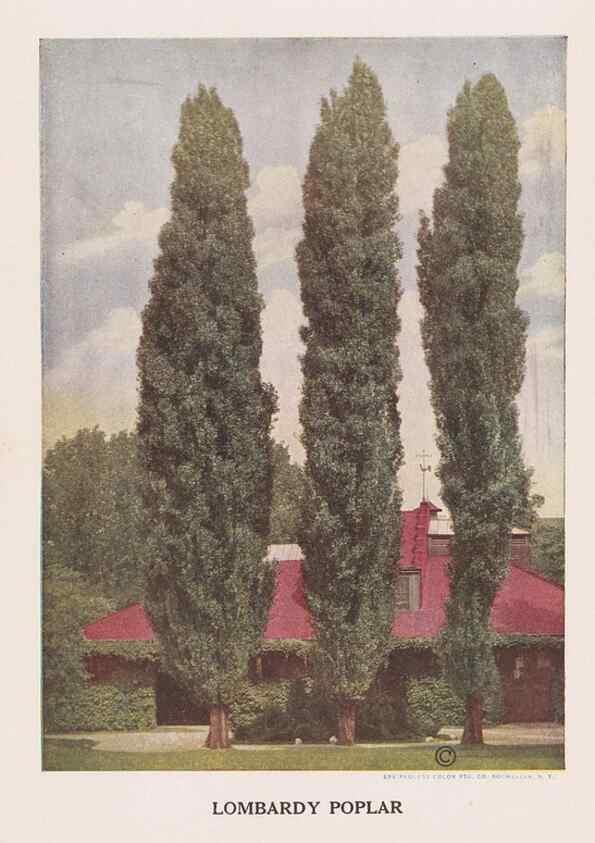 Reproducción/Reproduction 49831525622: Descriptive plate-book. Newark, N.Y. :Knight & Bostwick,[19--]. 