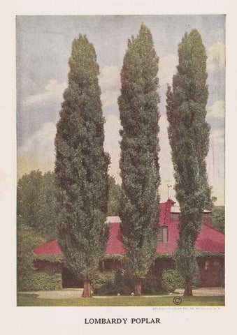 Reproducción/Reproduction 49831525622: Descriptive plate-book. Newark, N.Y. :Knight & Bostwick,[19--]. 