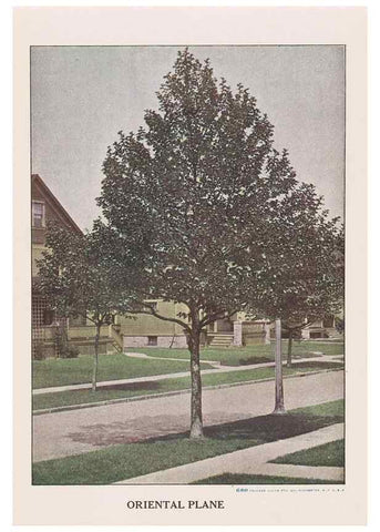 Reproducción/Reproduction 49831526367: Descriptive plate-book. Newark, N.Y. :Knight & Bostwick,[19--]. 