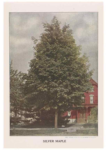 Reproducción/Reproduction 49831219446: Descriptive plate-book. Newark, N.Y. :Knight & Bostwick,[19--]. 