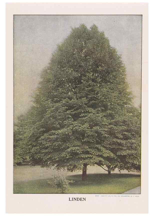Reproducción/Reproduction 49831220041: Descriptive plate-book. Newark, N.Y. :Knight & Bostwick,[19--]. 