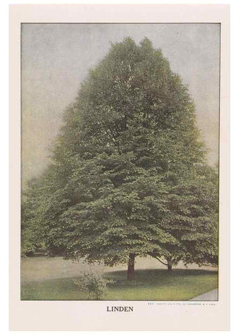 Reproducción/Reproduction 49831220041: Descriptive plate-book. Newark, N.Y. :Knight & Bostwick,[19--]. 