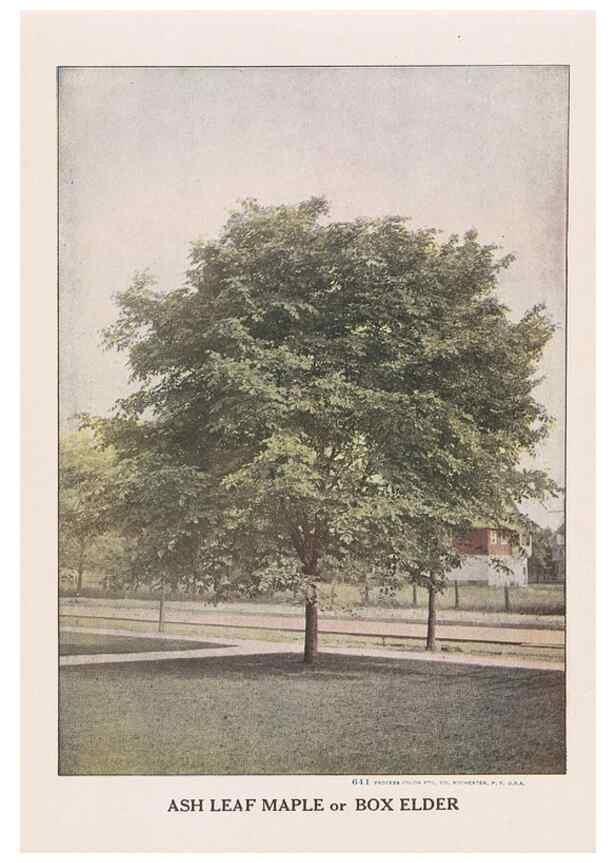 Reproducción/Reproduction 49831220816: Descriptive plate-book. Newark, N.Y. :Knight & Bostwick,[19--]. 