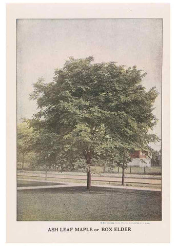 Reproducción/Reproduction 49831220816: Descriptive plate-book. Newark, N.Y. :Knight & Bostwick,[19--]. 