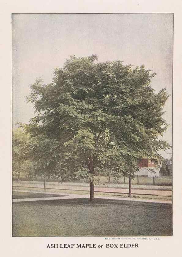 Reproducción/Reproduction 49831220816: Descriptive plate-book. Newark, N.Y. :Knight & Bostwick,[19--]. 