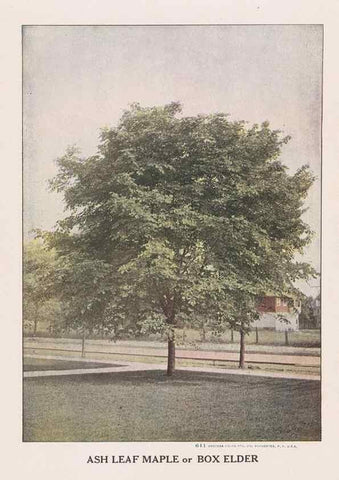 Reproducción/Reproduction 49831220816: Descriptive plate-book. Newark, N.Y. :Knight & Bostwick,[19--]. 