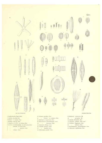 Reproducción/Reproduction 49830686758: Reise der österreichischen Fregatte Novara. Wien,Kaiserlich-K1861-75.. 