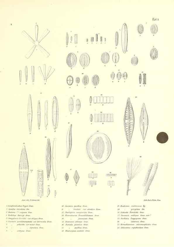 Reproducción/Reproduction 49830686758: Reise der österreichischen Fregatte Novara. Wien,Kaiserlich-K1861-75.. 