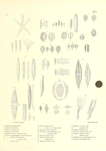 Reproducción/Reproduction 49830686758: Reise der österreichischen Fregatte Novara. Wien,Kaiserlich-K1861-75.. 