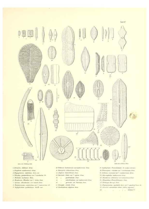 Reproducción/Reproduction 49831221671: Reise der österreichischen Fregatte Novara. Wien,Kaiserlich-K1861-75.. 