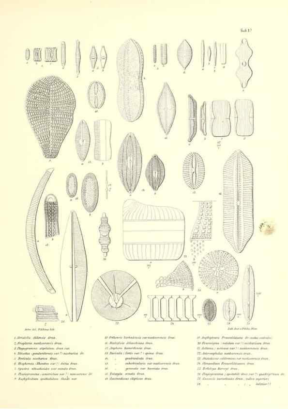 Reproducción/Reproduction 49831221671: Reise der österreichischen Fregatte Novara. Wien,Kaiserlich-K1861-75.. 
