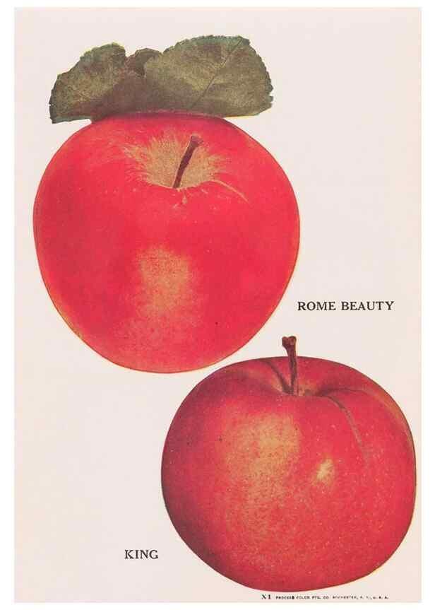 Reproducción/Reproduction 49831222661: Descriptive plate-book. Newark, N.Y. :Knight & Bostwick,[19--]. 
