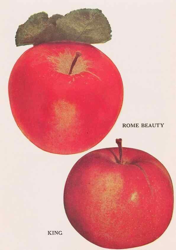 Reproducción/Reproduction 49831222661: Descriptive plate-book. Newark, N.Y. :Knight & Bostwick,[19--]. 