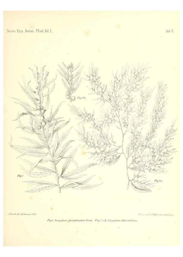 Reproducción/Reproduction 49831222851: Reise der österreichischen Fregatte Novara. Wien,Kaiserlich-K1861-75.. 