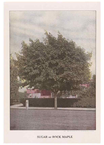 Reproducción/Reproduction 49831529912: Descriptive plate-book. Newark, N.Y. :Knight & Bostwick,[19--]. 
