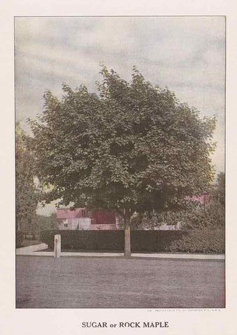 Reproducción/Reproduction 49831529912: Descriptive plate-book. Newark, N.Y. :Knight & Bostwick,[19--]. 