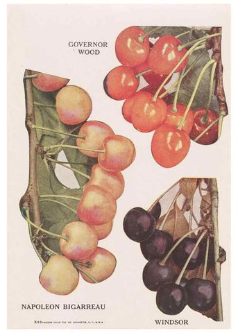 Reproducción/Reproduction 49830692603: Descriptive plate-book. Newark, N.Y. :Knight & Bostwick,[19--]. 