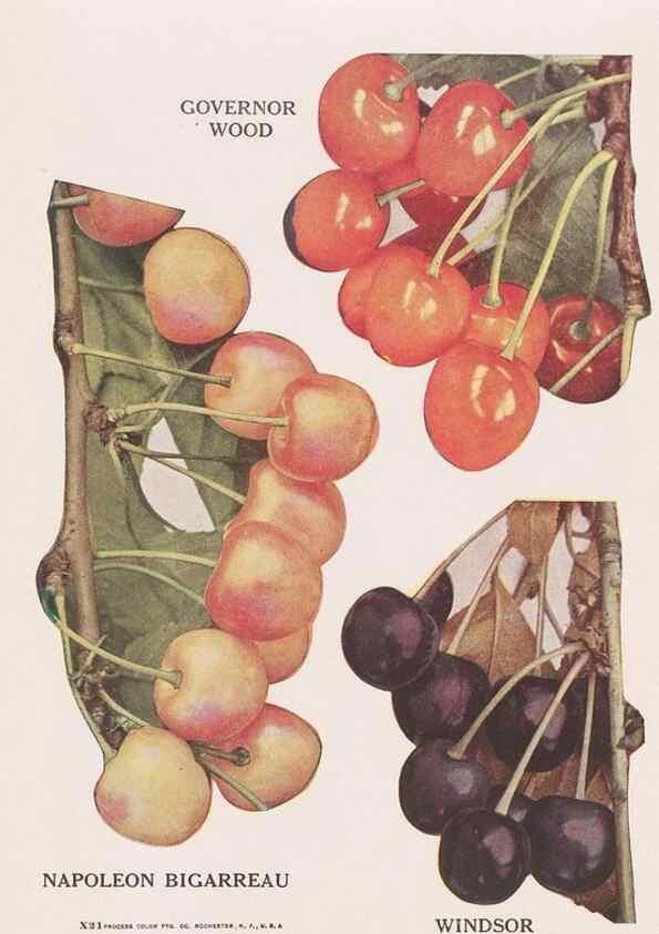 Reproducción/Reproduction 49830692603: Descriptive plate-book. Newark, N.Y. :Knight & Bostwick,[19--]. 