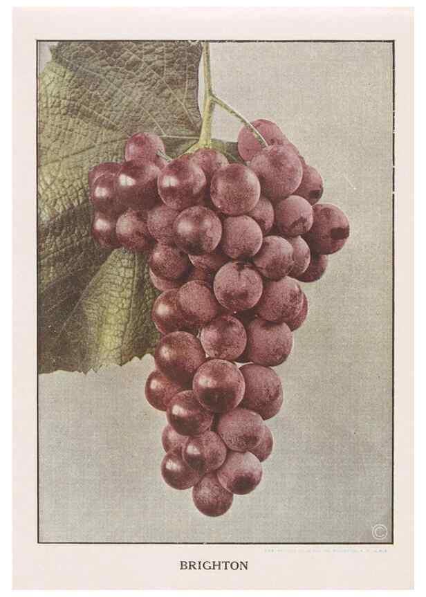 Reproducción/Reproduction 49830696913: Descriptive plate-book. Newark, N.Y. :Knight & Bostwick,[19--]. 