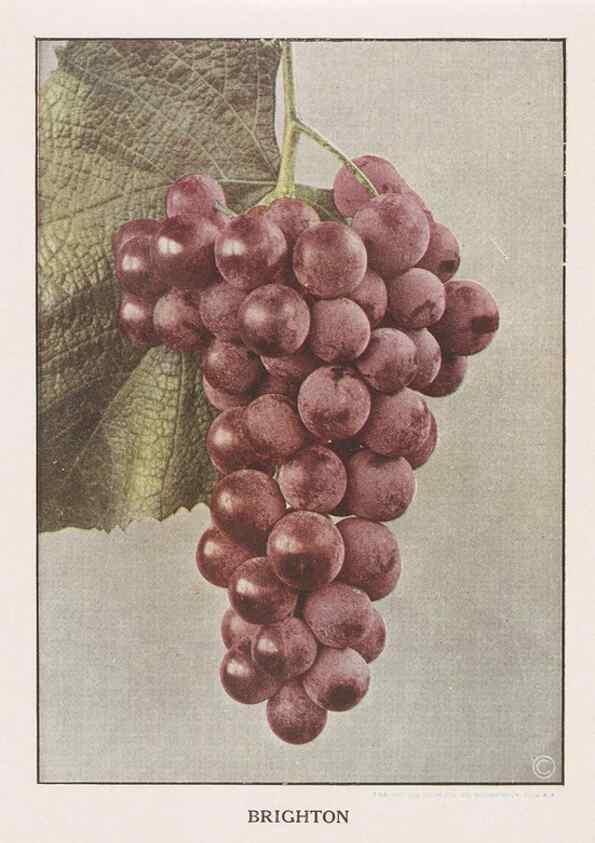 Reproducción/Reproduction 49830696913: Descriptive plate-book. Newark, N.Y. :Knight & Bostwick,[19--]. 
