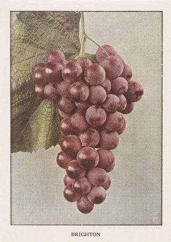 Reproducción/Reproduction 49830696913: Descriptive plate-book. Newark, N.Y. :Knight & Bostwick,[19--]. 