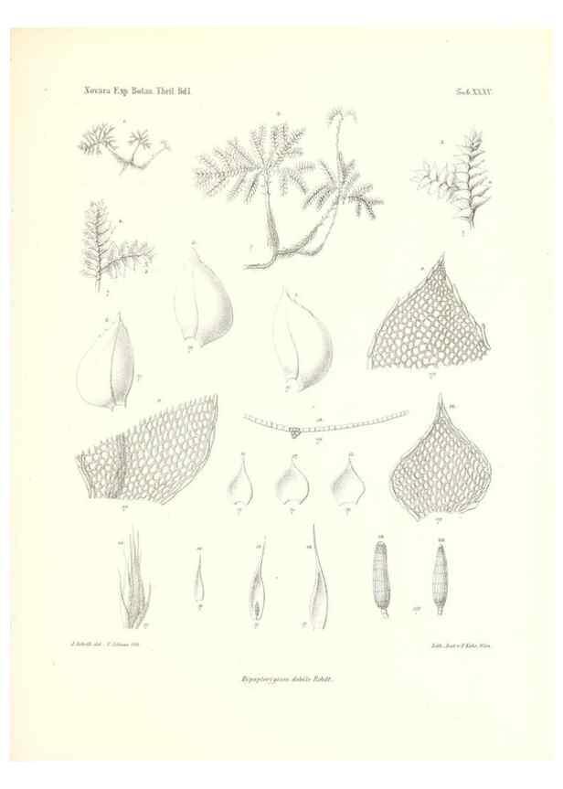 Reproducción/Reproduction 49830697768: Reise der österreichischen Fregatte Novara. Wien,Kaiserlich-K1861-75.. 