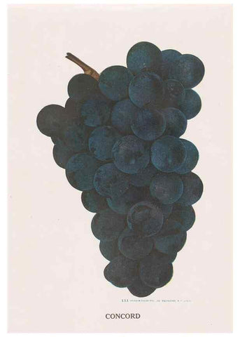 Reproducción/Reproduction 49831232271: Descriptive plate-book. Newark, N.Y. :Knight & Bostwick,[19--]. 