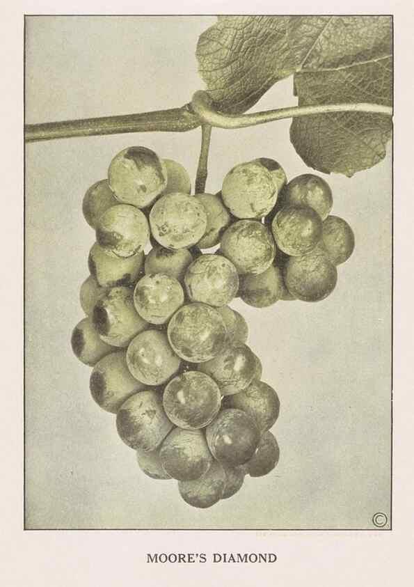 Reproducción/Reproduction 49830698778: Descriptive plate-book. Newark, N.Y. :Knight & Bostwick,[19--]. 