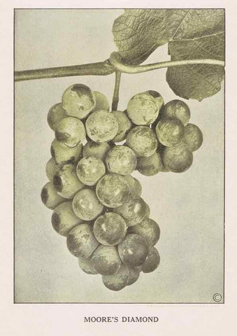 Reproducción/Reproduction 49830698778: Descriptive plate-book. Newark, N.Y. :Knight & Bostwick,[19--]. 