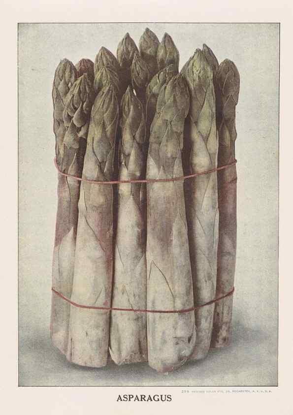 Reproducción/Reproduction 49830700823: Descriptive plate-book. Newark, N.Y. :Knight & Bostwick,[19--]. 