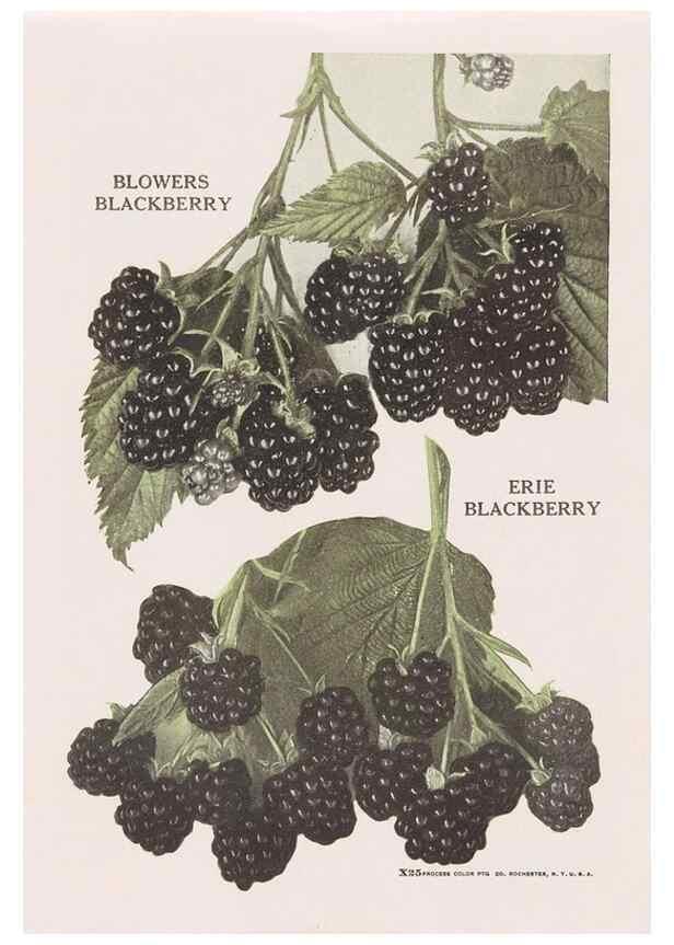Reproducción/Reproduction 49831544102: Descriptive plate-book. Newark, N.Y. :Knight & Bostwick,[19--]. 