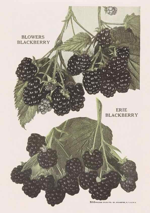 Reproducción/Reproduction 49831544102: Descriptive plate-book. Newark, N.Y. :Knight & Bostwick,[19--]. 