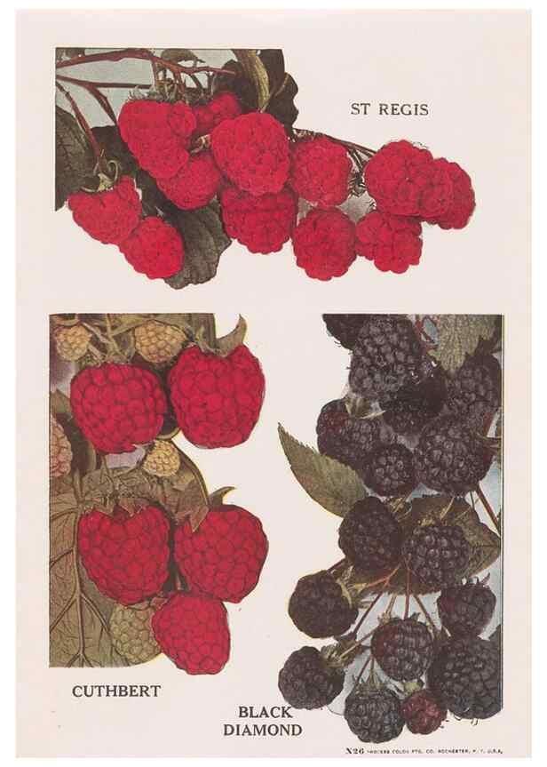 Reproducción/Reproduction 49831236511: Descriptive plate-book. Newark, N.Y. :Knight & Bostwick,[19--]. 