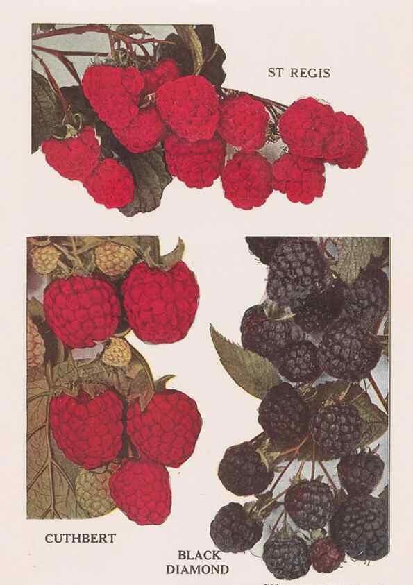 Reproducción/Reproduction 49831236511: Descriptive plate-book. Newark, N.Y. :Knight & Bostwick,[19--]. 