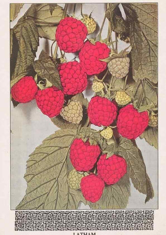 Reproducción/Reproduction 49831545832: Descriptive plate-book. Newark, N.Y. :Knight & Bostwick,[19--]. 