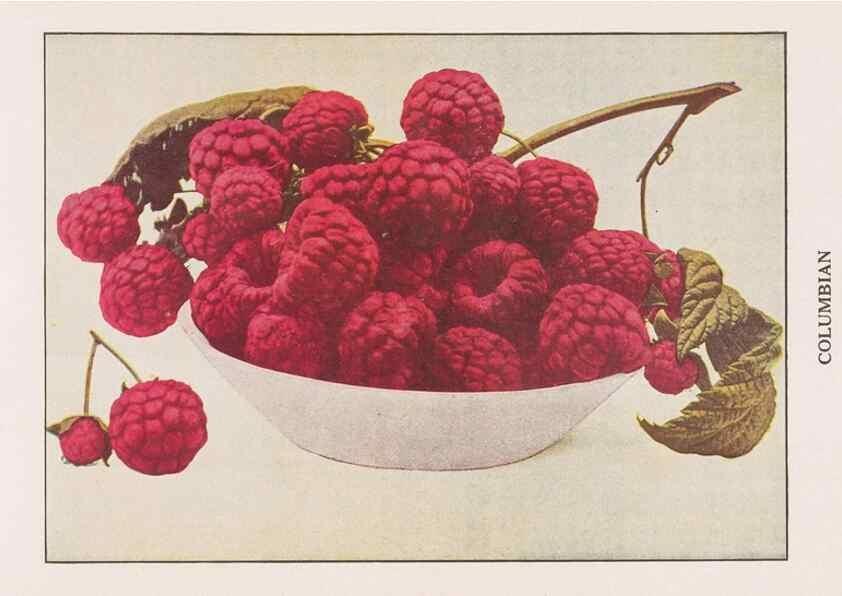 Reproducción/Reproduction 49831238041: Descriptive plate-book. Newark, N.Y. :Knight & Bostwick,[19--]. 