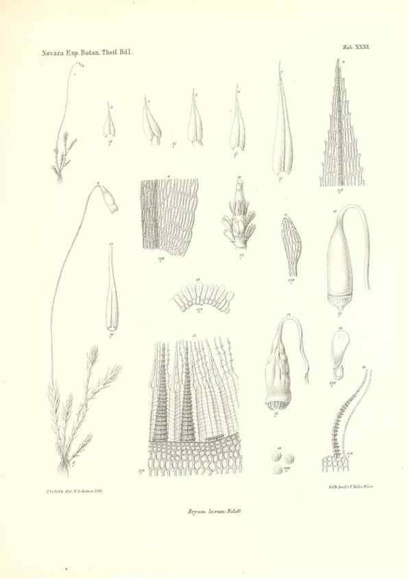 Reproducción/Reproduction 49830696438: Reise der österreichischen Fregatte Novara. Wien,Kaiserlich-K1861-75.. 