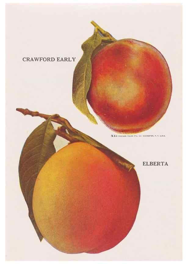 Reproducción/Reproduction 49831230796: Descriptive plate-book. Newark, N.Y. :Knight & Bostwick,[19--]. 