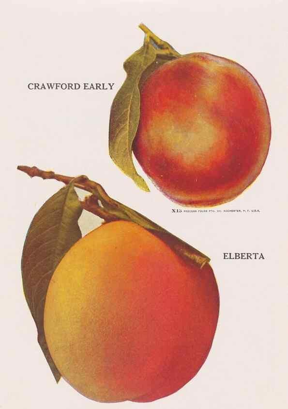 Reproducción/Reproduction 49831230796: Descriptive plate-book. Newark, N.Y. :Knight & Bostwick,[19--]. 