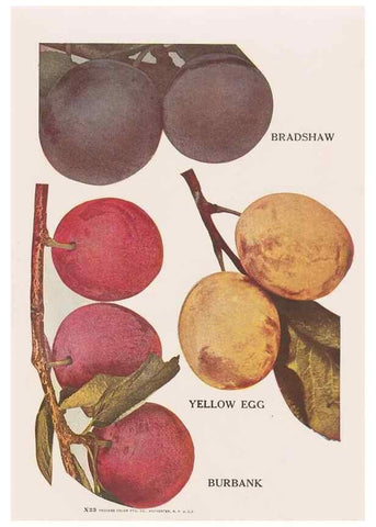 Reproducción/Reproduction 49831227776: Descriptive plate-book. Newark, N.Y. :Knight & Bostwick,[19--]. 