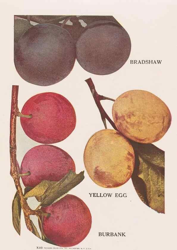 Reproducción/Reproduction 49831227776: Descriptive plate-book. Newark, N.Y. :Knight & Bostwick,[19--]. 