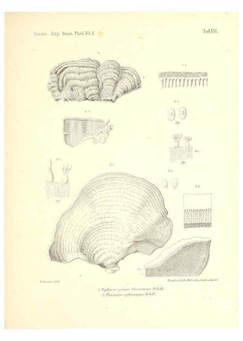 Reproducción/Reproduction 49831227866: Reise der österreichischen Fregatte Novara. Wien,Kaiserlich-K1861-75.. 