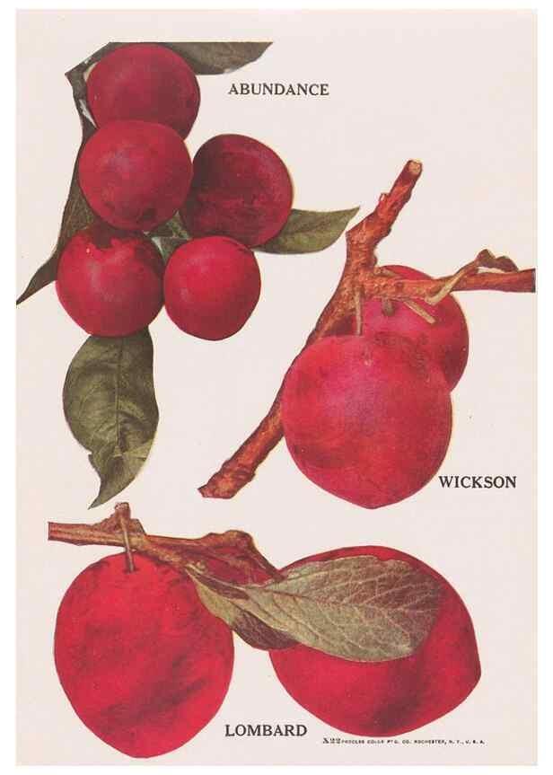 Reproducción/Reproduction 49831228136: Descriptive plate-book. Newark, N.Y. :Knight & Bostwick,[19--]. 